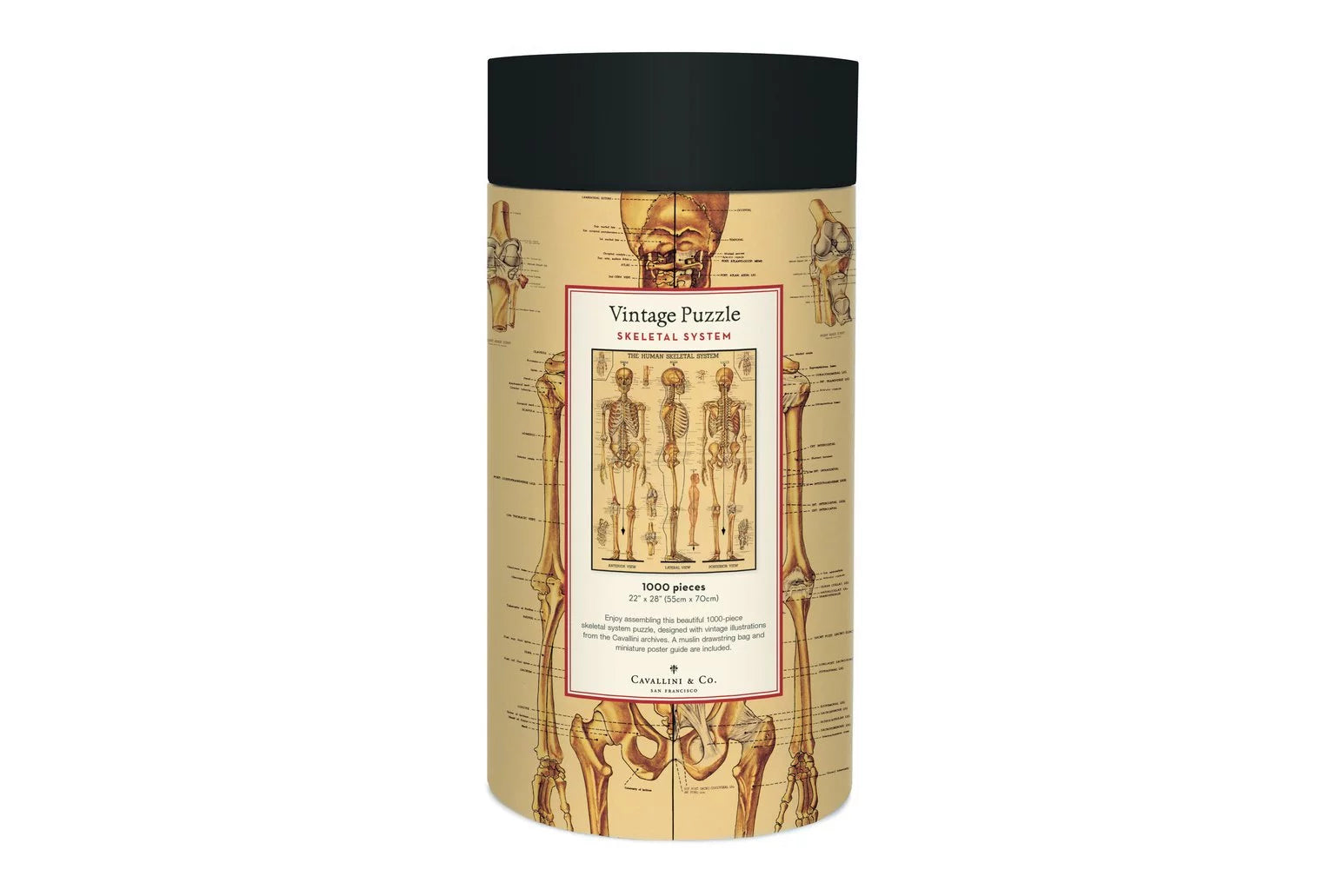 Vintage Puzzle-Skeletal System