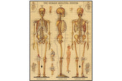 Vintage Puzzle-Skeletal System