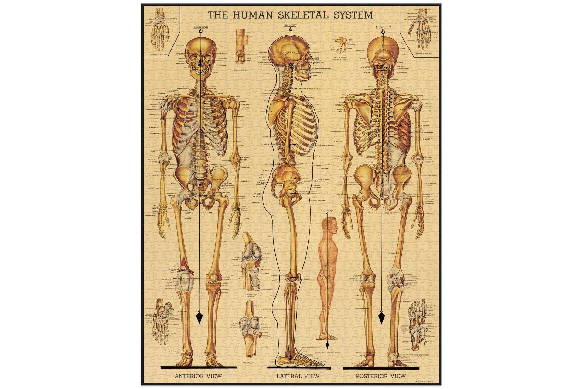 Vintage Puzzle-Skeletal System