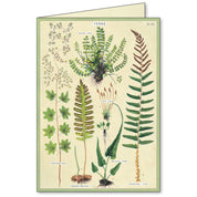 Cavallini Boxed Notecards- Fern