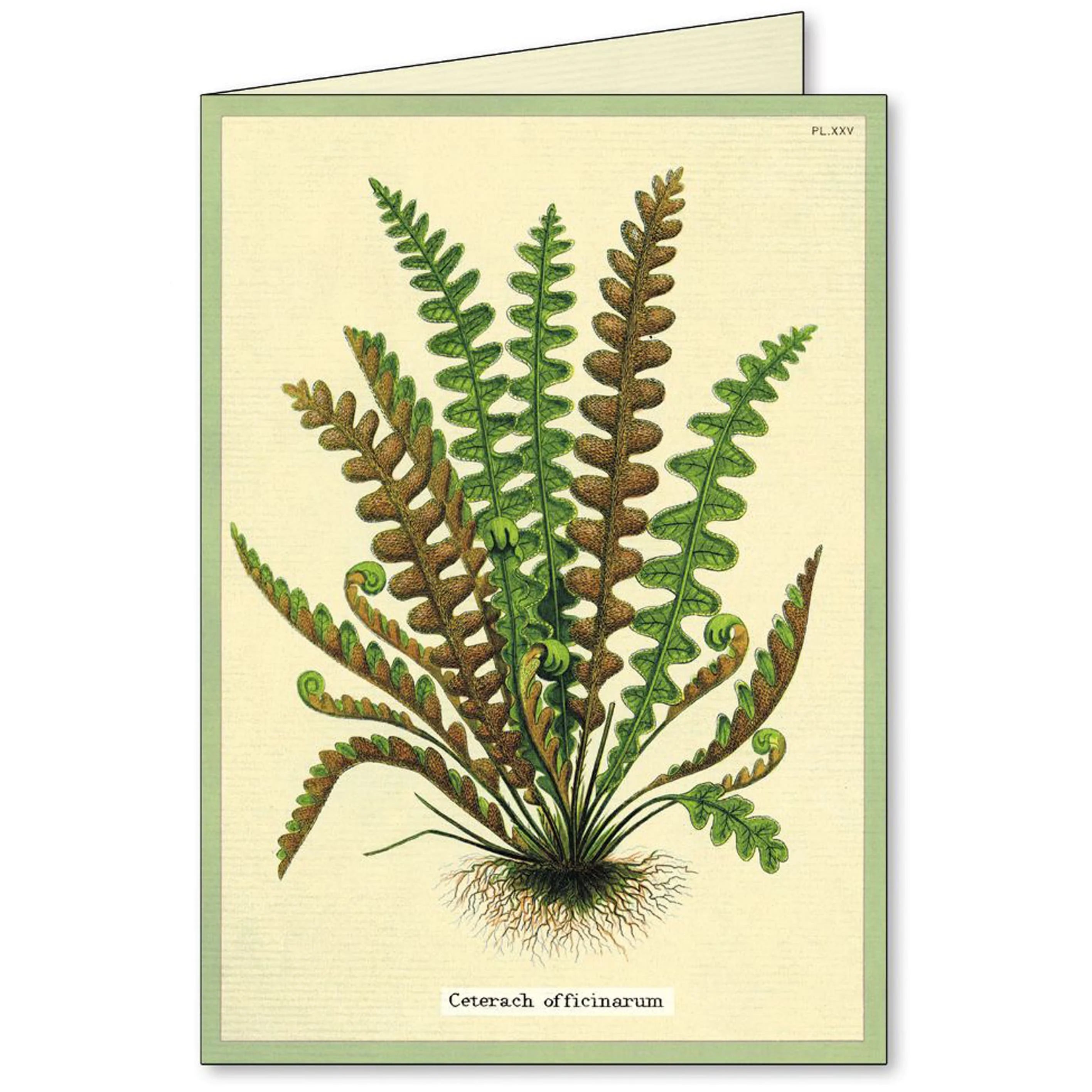 Cavallini Boxed Notecards- Fern