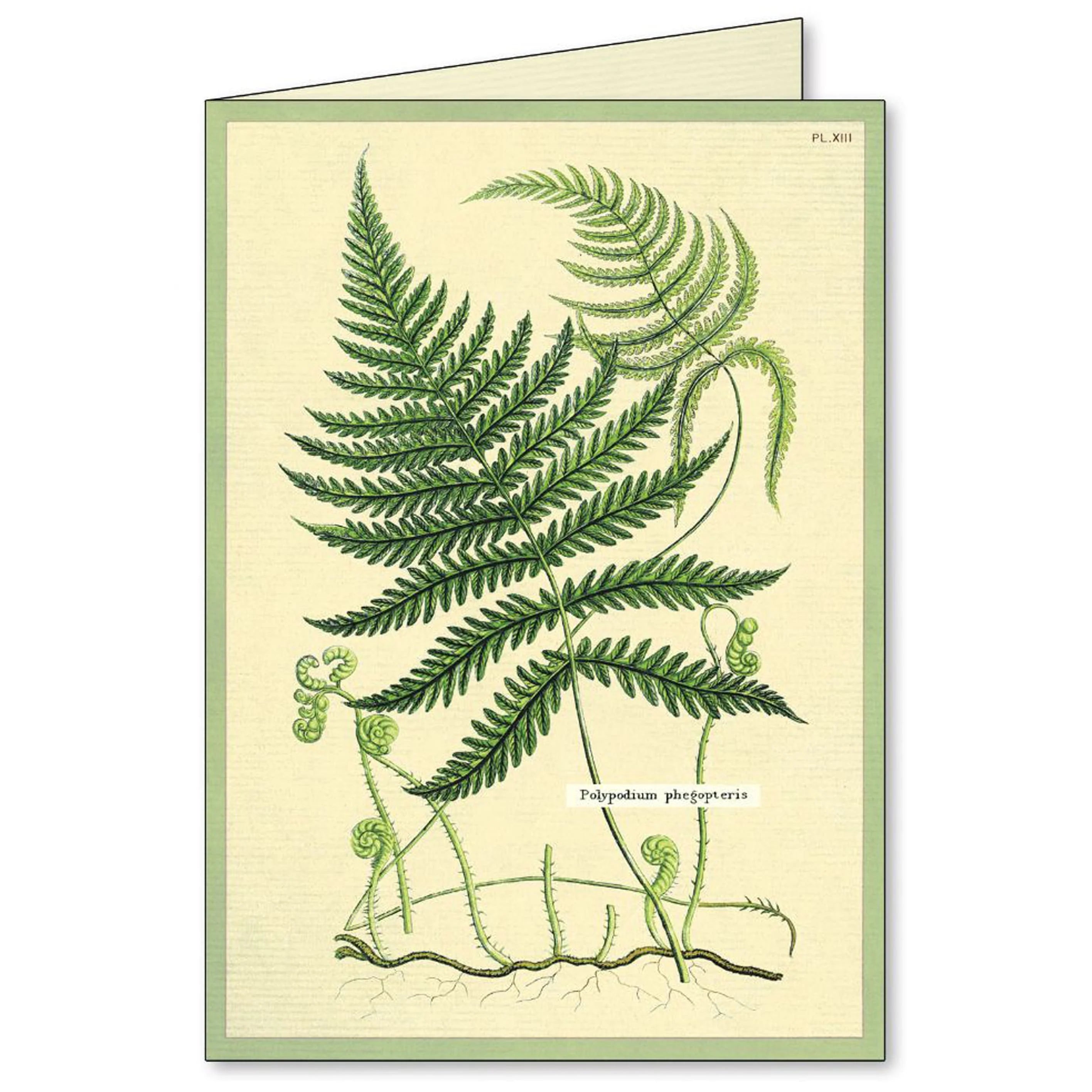 Cavallini Boxed Notecards- Fern