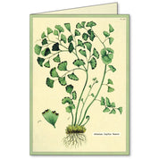 Cavallini Boxed Notecards- Fern