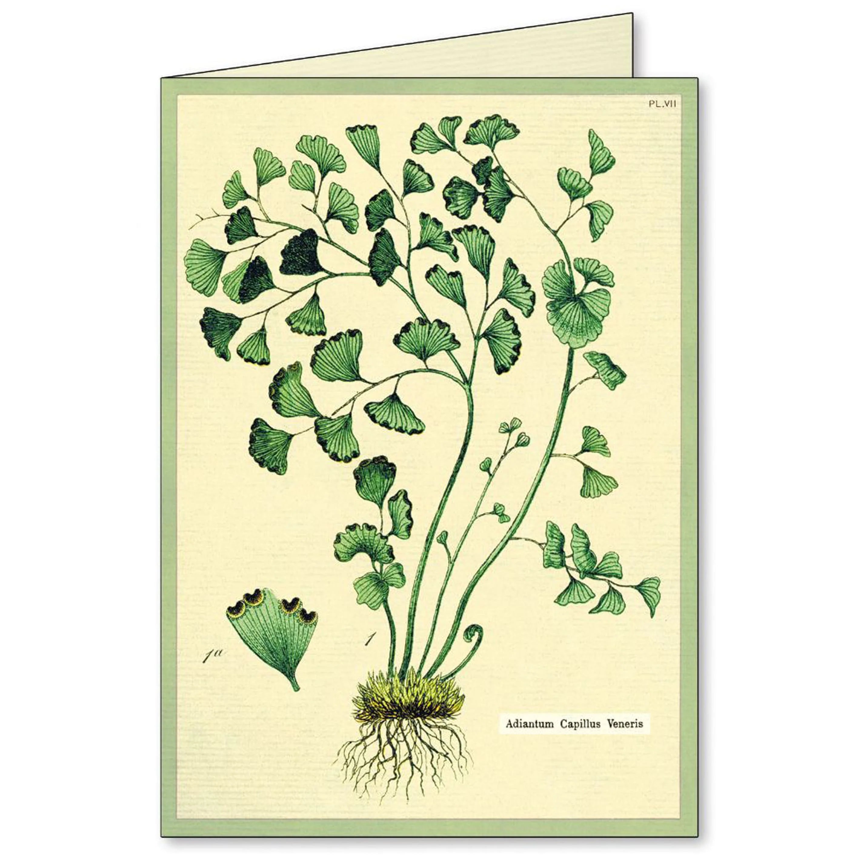 Cavallini Boxed Notecards- Fern